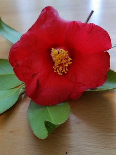Camellia_1