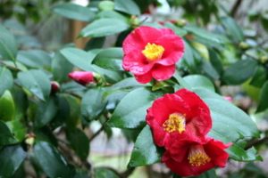 Camellia_4